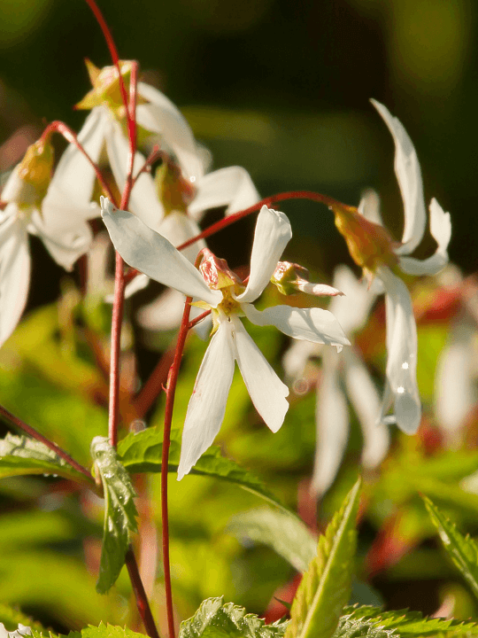 Gillenia trifoliata